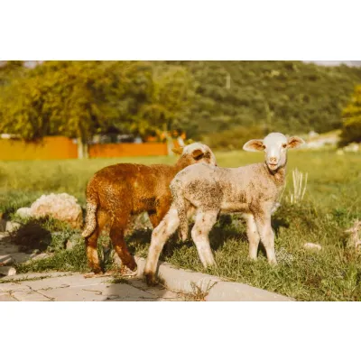 Sheep Trotters (Feet)
